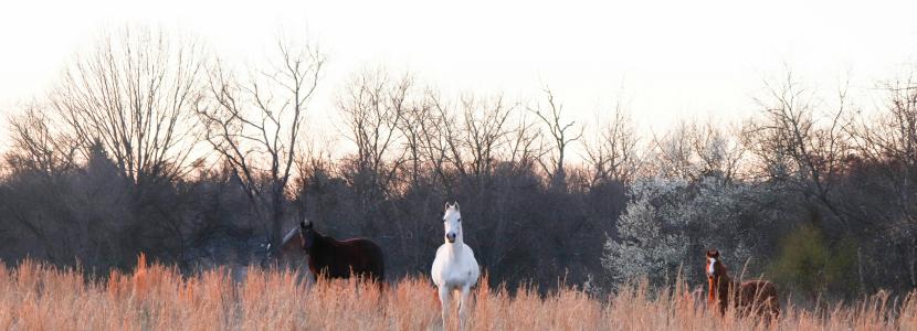 Conditions générales de vente